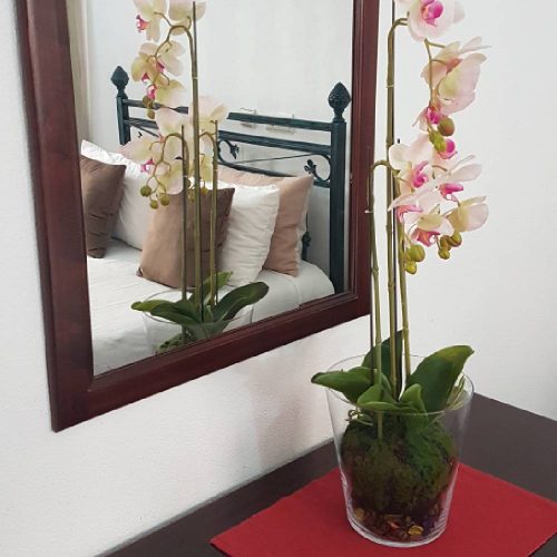planta espelho